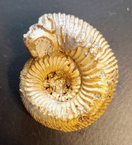 Itinsaites gracilis