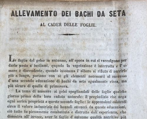 Bachi seta allevamento al - bachi, seta-allevamento