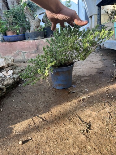 Bonsai timo macchia - timo,
