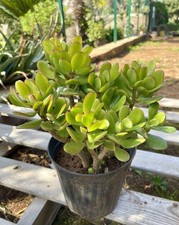 Crassula Ovata- Albero di