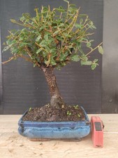 bonsai  quercia da sughero  h 37 cm visita il negozio