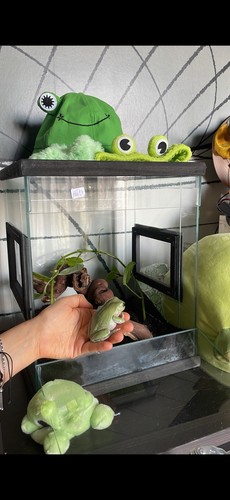 Terrario vetro per - rane, e