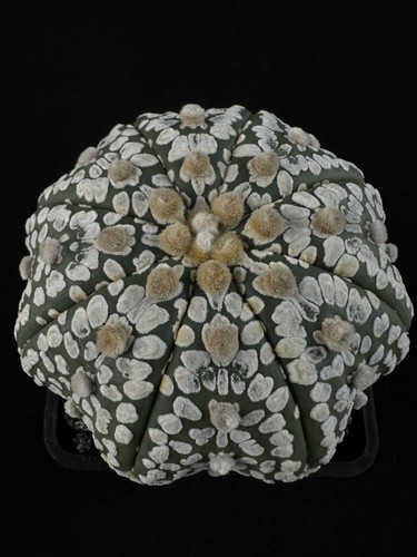 Astrophytum asterias super - cv.,