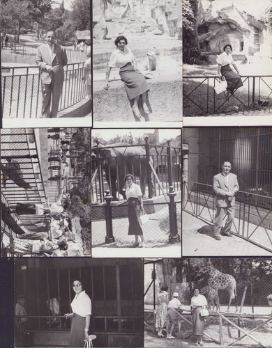 1956 roma giardino zoologico - roma,