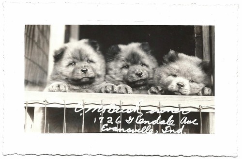 Chow dogs cuccioli - chow,