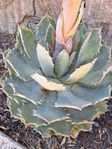 Agave verschiacciata - -,