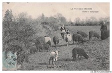 CAR-AEEP17-0874-AGRICOLTURA - LA VITA NEI CAMPI - NELLA CAMPAGNA