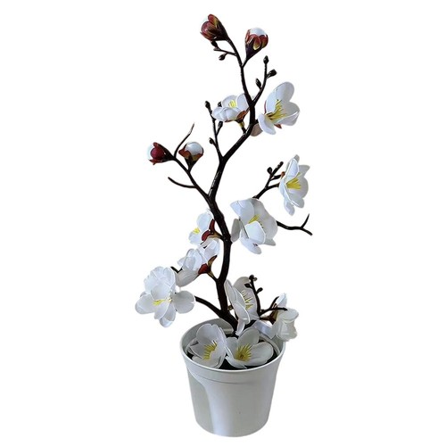 Bonsai fiori prugna - fiori, di