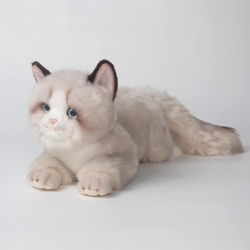 Gatto ragdoll grigio 8 - gatto,
