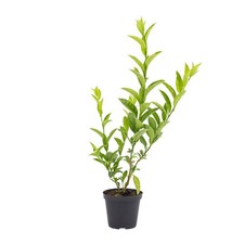 Cestrum nocturnum - gelsomino