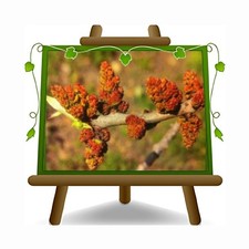 Pistacchio (Pistacia Vera)