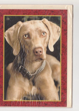 WEIMARANER **** Cartolina ***