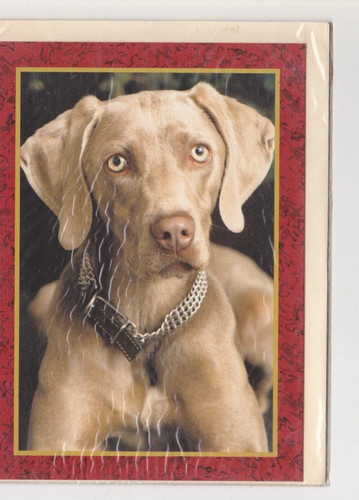 Weimaraner cartolina - weimaraner, ****