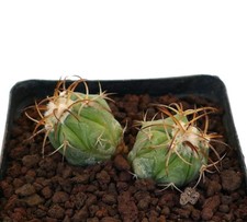 Echinocactus horizonthalonius