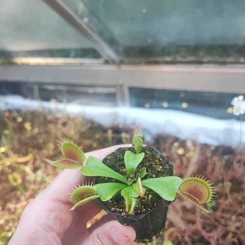 Dionaea muscipula - dionaea,