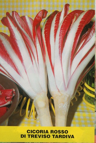 2000 semi cicoria rossa - 2000,
