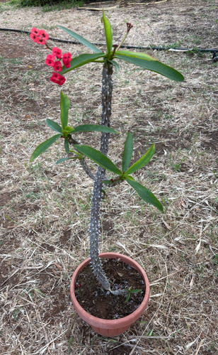 Euphorbia milii var - milii,