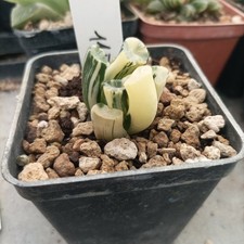 Haworthia Maughanii golden