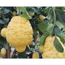 Pianta di Cedro Maxima, Cedro