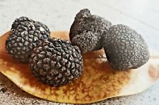 TARTUFO UNCINATO FRESCO 450gr ITALIANO  UNCINATUM NERO Autunnale TARTUFI FRESCHI