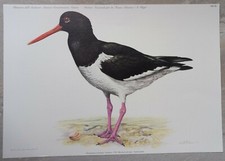 Sea spout. U. Catalano pencil