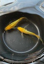 Medaka Lacris Lonfin - 1 Pair - 1 Coppia - ORYZIAS LATIPES 