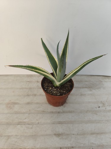 Agave celsii marginata - celsii,