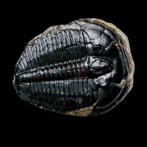 Elrathia kingi trilobite - elrathia,