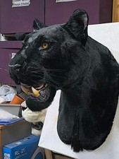 Replica spalla testa africana