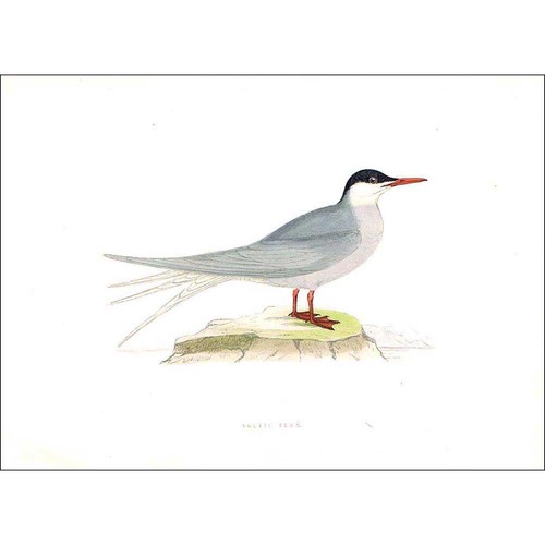 Birds terna artica colorata - terna,