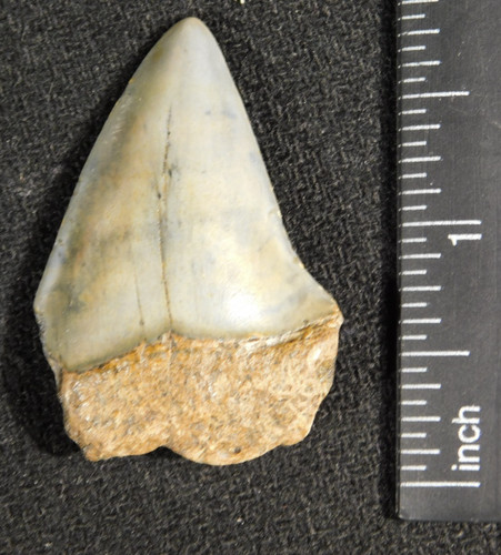 Grande dente fossile - , di