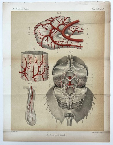 1873 litografia scientifica - litografia,