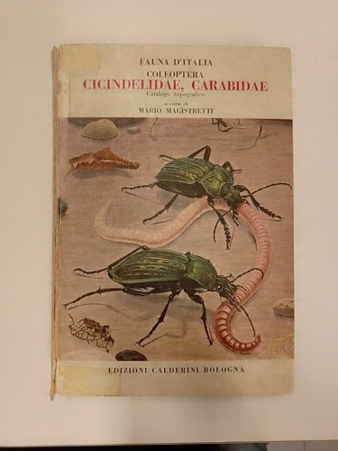 Fauna italia cicindelidae - d'italia,