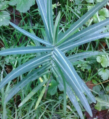 Tartago euphorbia lathyris - tartago,
