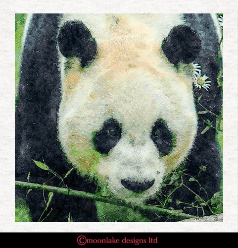 Panda acquerello pannello - acquerello,