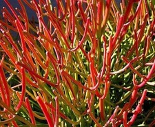 Fire stick euphorbia - euphorbia, matita
