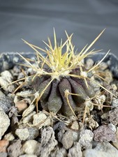 Uebelmannia buingii RNK52 - radici proprie