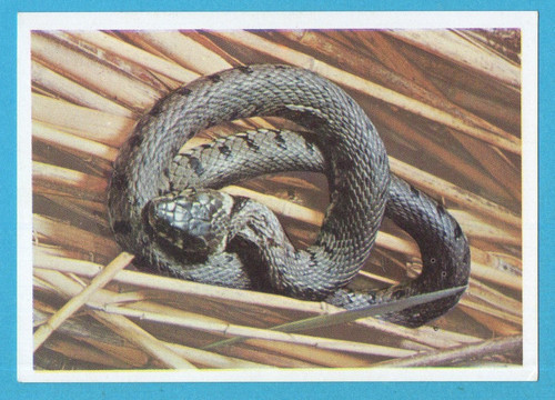 Animali tutto il - animali, di