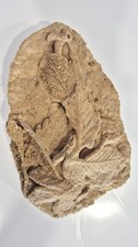 FOSSIL leaves      !!