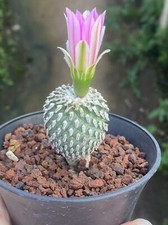 3pcs turbinicarpus - 3pcs,