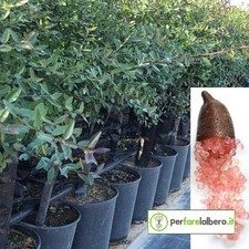 Pianta di Limone Caviale Rosso