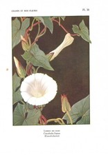 Stampa antica FIORI LIBERTY VILUCCHIO BIANCO botanica 1922 Antique print