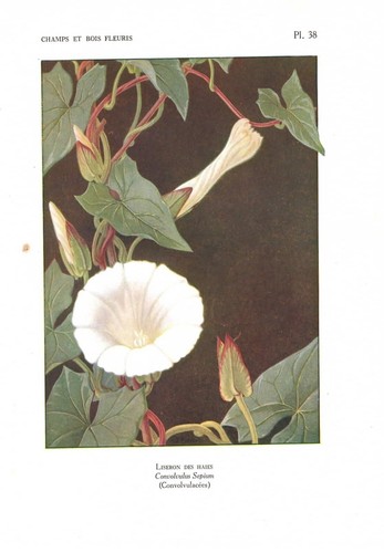 Stampa antica fiori - antica,