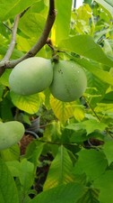 Asimina triloba asiminier - asimina,