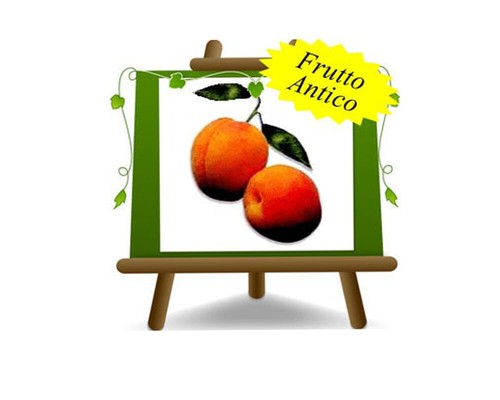 Albicocco monteporzio - albicocco,