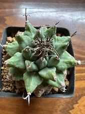 Turbinicarpus alonsoi xichu - alonsoi,