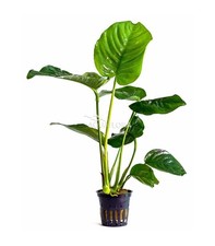 Anubias mix XL in vasetto -