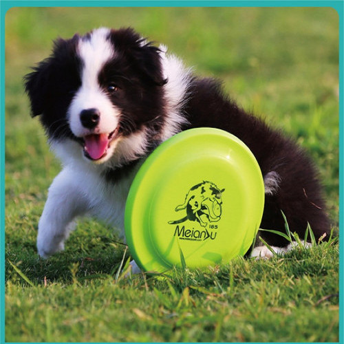 Competizione standard frisbee - competizione,