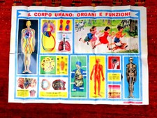 MANIFESTO-POSTER"IL CORPO UMANO-ORGANI E FUNZIONI- MISURE : 55 X 78,50-