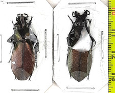 Carabidae, Carabus